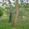 20e eeuwse boerderij in Rieti - Afbeelding 13
